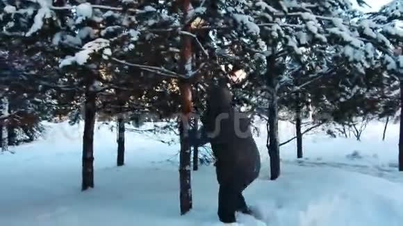 人在树上摇雪视频的预览图