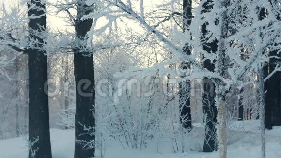 白雪覆盖的树从树上落下的雪冬天的雪树晃动的树视频的预览图
