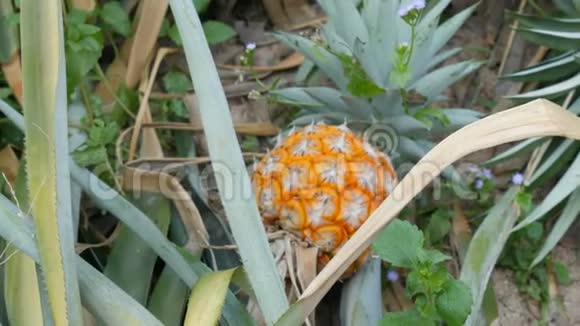 菠萝人工林与成熟生长的菠萝近景视频的预览图