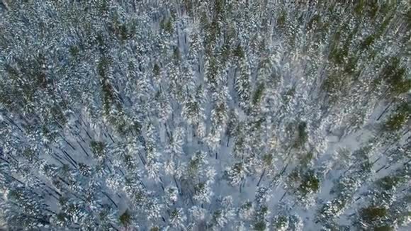 北极苔原冬天冰冻的森林空中录像视频的预览图