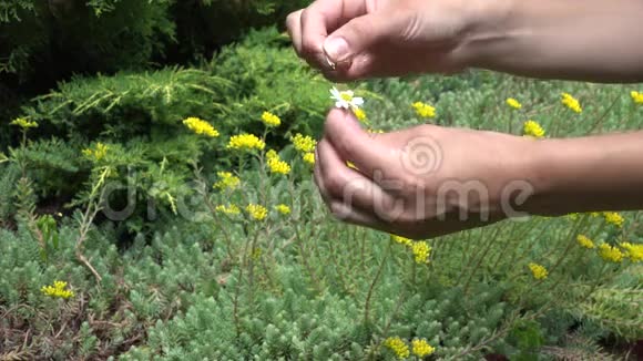 女孩的手指从雏菊花中拔出花瓣4K视频的预览图