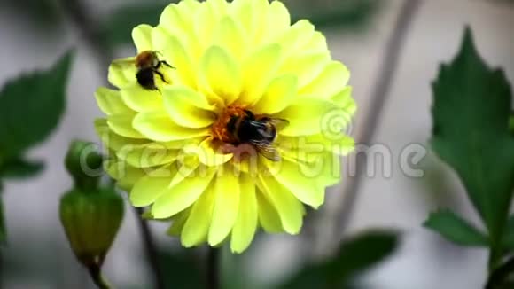 大丽花上的蜜蜂靠近视频的预览图