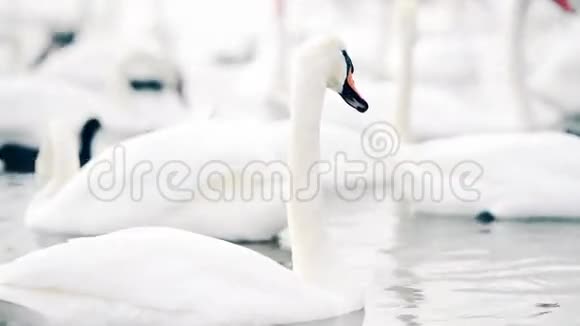 美丽的白天鹅在湖里游泳视频的预览图