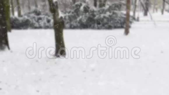 冬天的公园里下雪背景模糊视频的预览图