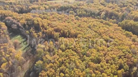 鸟瞰美丽的秋天森林有黄色和红色的树木秋天在森林里空中俯视视频的预览图