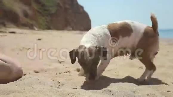 女孩把石头挖到沙子里狗种杰克视频的预览图