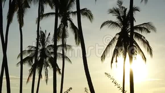 时光流逝印度尼西亚巴厘岛海滩棕榈树的太阳从海面上的黎明景色视频的预览图