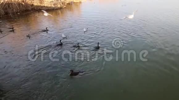 多瑙河三角洲的大黑鱼潜水视频的预览图