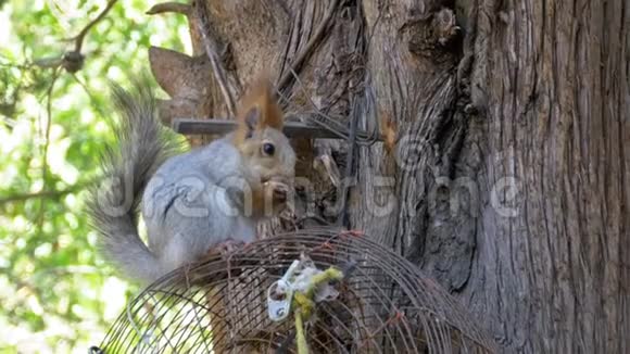坐在树上吃坚果的红松鼠视频的预览图