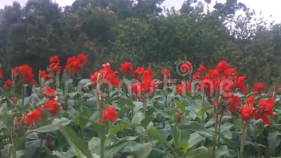 花园里的红花视频的预览图