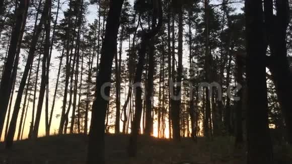 森林树上美丽的夜晚视频的预览图