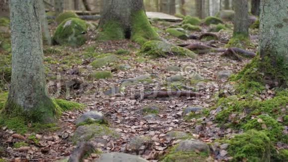 多利在岩层中的混合森林中拍摄了一条徒步小径视频的预览图