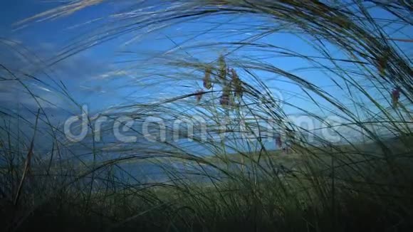 松松针草长草随风飘动在山水公园里视频的预览图