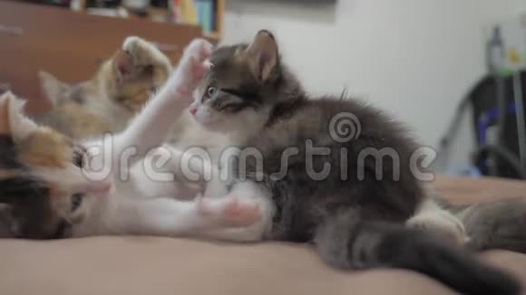 猫舔舔小猫的舌头播放慢动作视频猫妈妈和小猫躺在沙发上猫猫视频的预览图