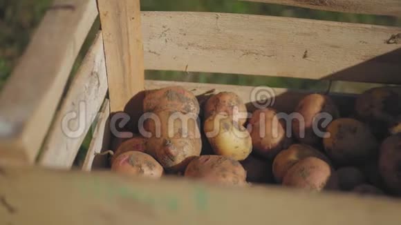 木箱里的新鲜土豆视频的预览图