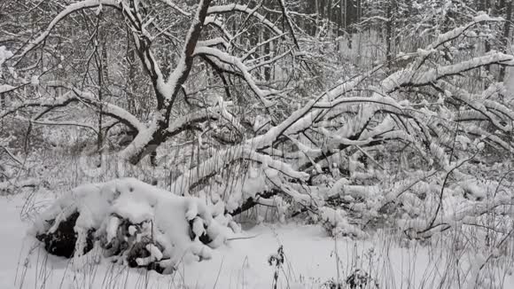 在寒冷多雪的冬日树木覆盖着新鲜的雪视频的预览图