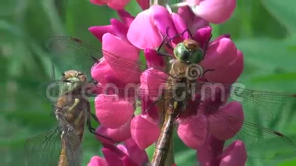 粉红羽扇花上的两只蜻蜓视频的预览图