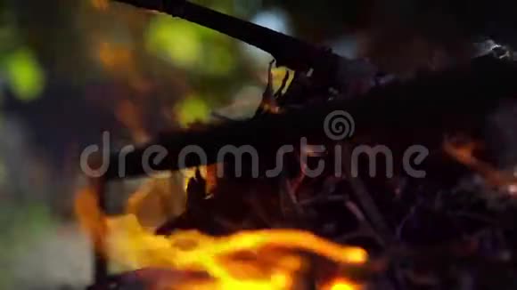 篝火火焰特写在天光与绿树背景视频的预览图