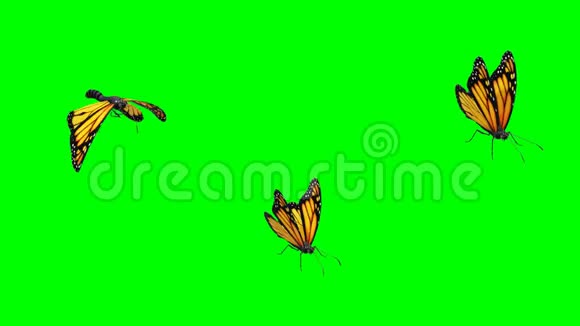 蝴蝶运动图形绿色屏幕背景视频的预览图