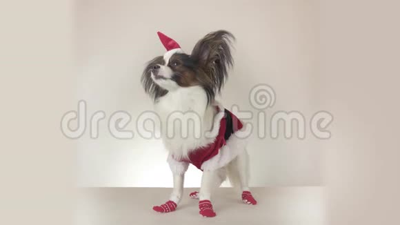 有趣的年轻雄性狗大陆玩具SpanielPapillon穿着圣诞老人服装环顾四周的白色背景股票视频的预览图