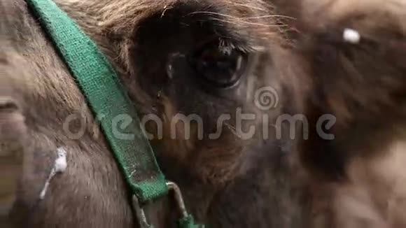 遥射额外的近距离和锐利的骆驼眼睛看向里面视频的预览图