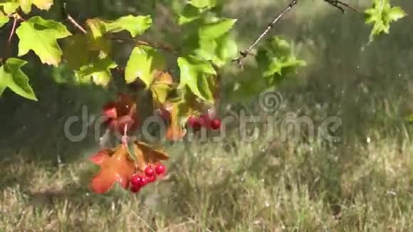 树枝上的红荚果视频的预览图