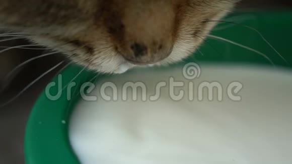 足姜猫喝奶特写视频的预览图