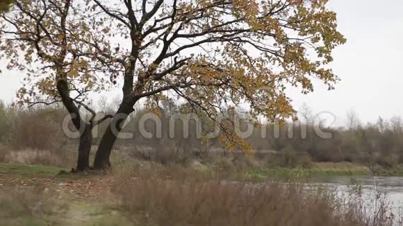 河岸上的橡树园落叶视频的预览图