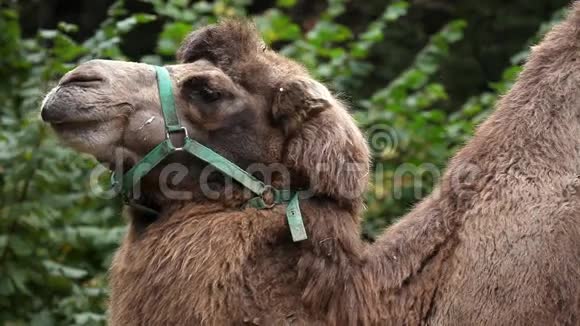 在动物园里动物骆驼紧紧地环视着周围视频的预览图
