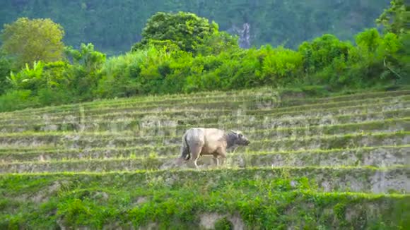 水牛在亚洲的稻田里吃草视频的预览图
