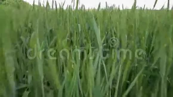 大麦小穗的背景田野和蓝天股票视频视频的预览图
