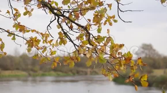 河岸上的橡树园落叶视频的预览图