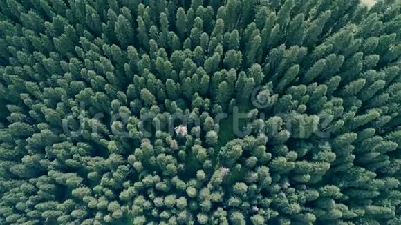 松林的空中镜头视频的预览图