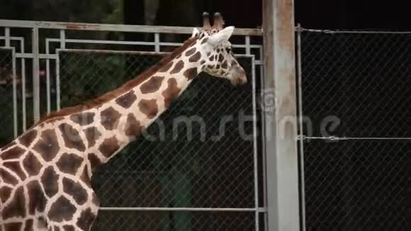 野生动物长颈鹿被圈养在动物园里视频的预览图