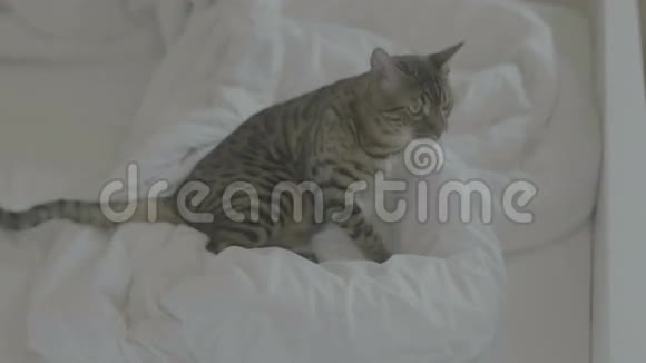 孟加拉猫在白色床单上休息4k纯色视频的预览图