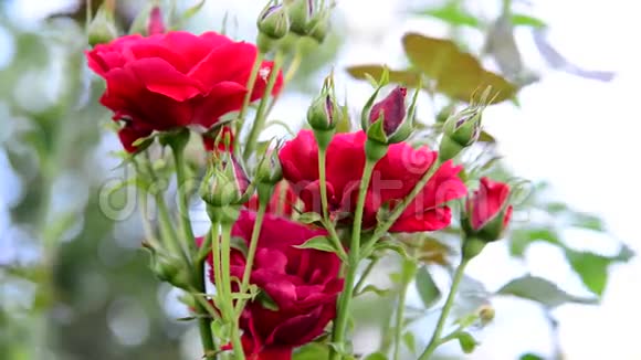 浅背景的红玫瑰丛视频的预览图
