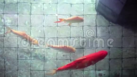 许愿池鲤鱼视频的预览图
