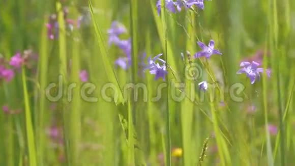 多利穿过阳光明媚的绿色草地和鲜花视频的预览图