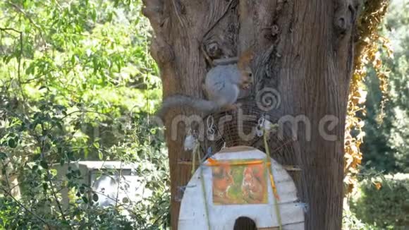 坐在树干上吃坚果的红松鼠视频的预览图