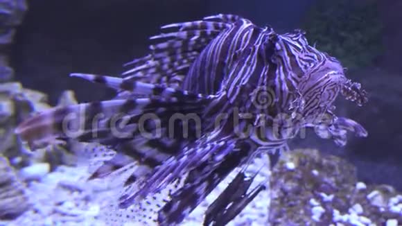 咸水水族馆里的红狮子鱼视频的预览图