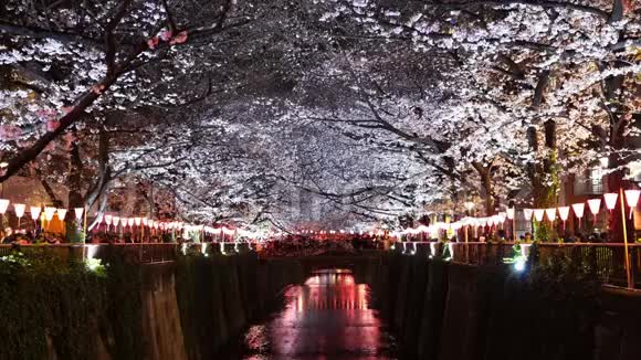 日本东京梅格罗河樱花夜光樱花视频的预览图