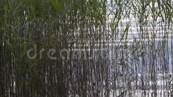 缓流的水在湖边的水草中荡漾视频的预览图