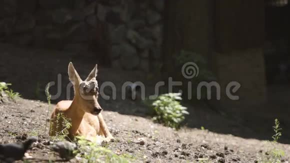 黄色森林中一只幼鹿的肖像视频的预览图