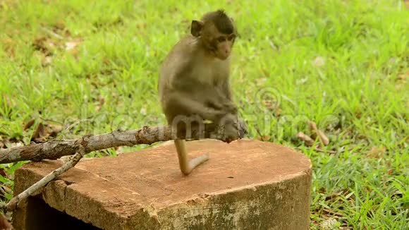 小猴子坐在柬埔寨吴哥窟的树枝上视频的预览图
