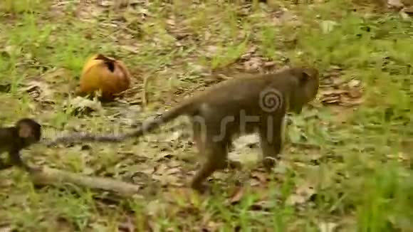 猴子跟随小猴柬埔寨吴哥窟视频的预览图