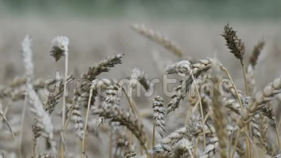 美丽的熟麦地小麦穗随风摇摆视频的预览图