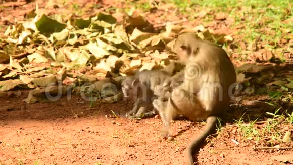 猴子采摘猴宝宝柬埔寨吴哥窟视频的预览图