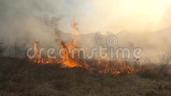 火和烟枯草在燃烧视频的预览图