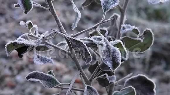 带有雾的冷冻植物的宏观美丽的天然植物部分冬季有冰晶视频的预览图