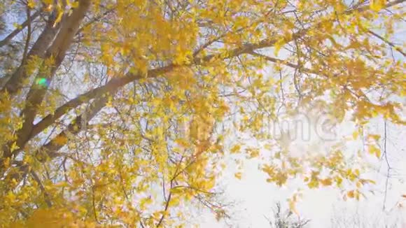 落叶太阳慢运动视频的预览图
